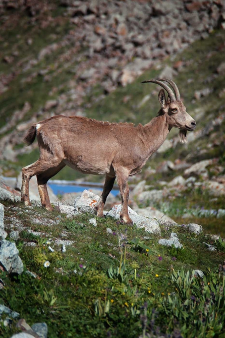 Козлы! Одни козлы! (ала-арча, рацека, кфа)
