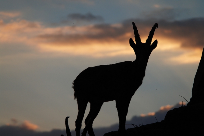 Козлы! Одни козлы! (ала-арча, рацека, кфа)