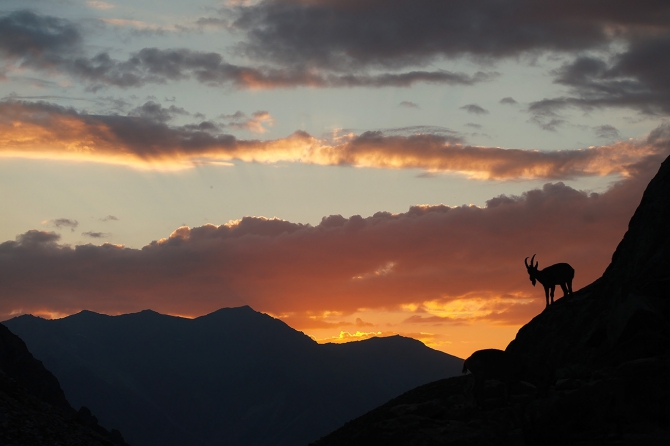 Козлы! Одни козлы! (ала-арча, рацека, кфа)