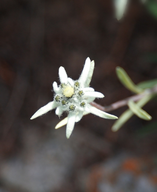 Козлы! Одни козлы! (ала-арча, рацека, кфа)