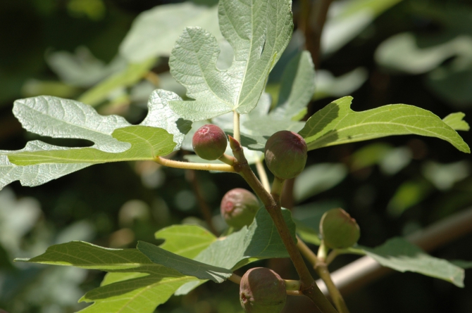 Велопоход по Турции, часть 3: путешествие из Арзрума (Путешествия, турция)
