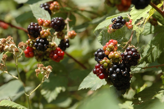 Велопоход по Турции, часть 3: путешествие из Арзрума (Путешествия, турция)