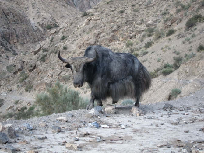 4810. Пока незачёт. (Альпинизм, альпиндустрия, венто, фаисм, нпф баск)