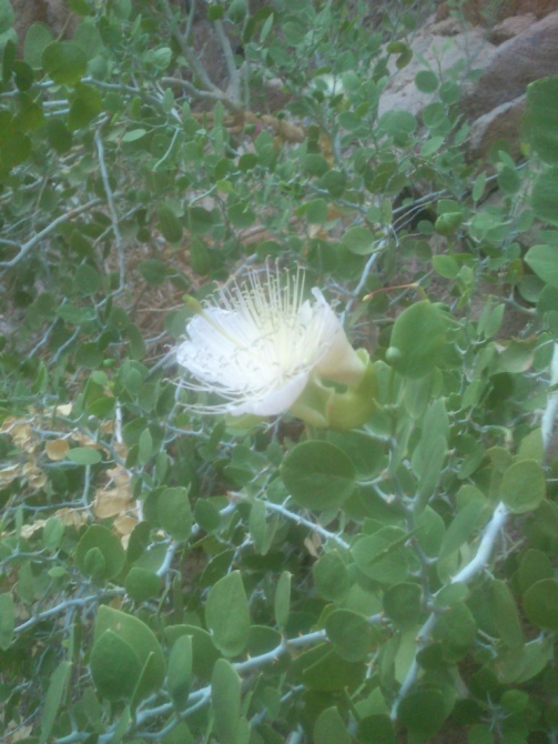 Альпинизм на Синае. Открытие сезона. Вспомнить всё! (дахаб, синай, египет)