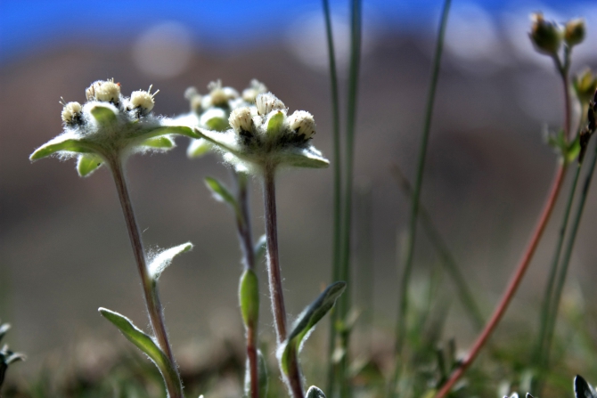 Памирские беглецы (Альпинизм, каракуль, зорташ, пик советских офицеров, восточный памир, музкол, маи)