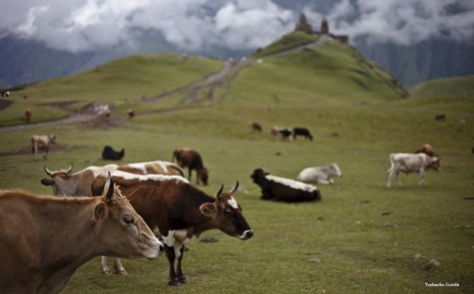 КАЗБЕК- ЭЛЬБРУС..июльский дуплет ФОТО-ВАРИАНТ отчёта (Альпинизм, альпинизм, чегет, восхождение, лиза паль, терскол, вершина, игорь комаров, иком, казбеги, дарьяльское ущелье, гергетский ледник)