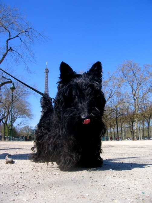 Fontainebleau 2007, фотовпечатления из мыльницы... (Скалолазание, фонтенбло, болдеринг, франция, dav-club-russland)