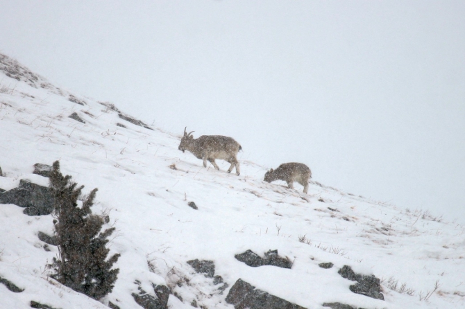 Актру - альпсборы в ноябре 2012 (Альпинизм, алтай, альпинизм)