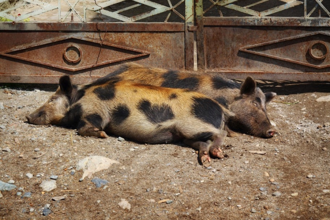Сванетия - Казбеги. Фотоотчет. (Альпинизм, ушба, грузия, казбек)