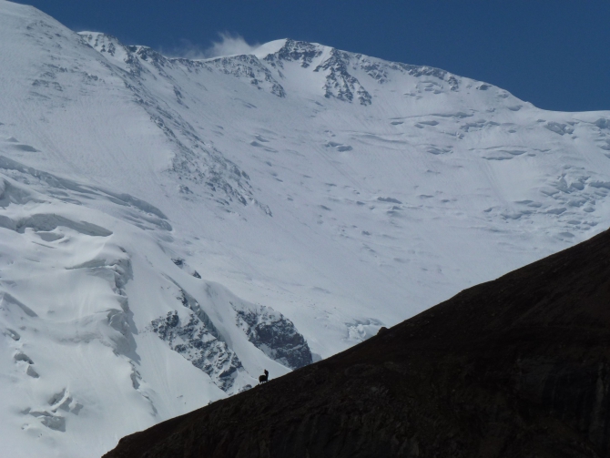Пик Ленина, пик Корженевской, пик Коммунизма – 2012. …или «..парня в горы тяни, рискни…….там поймешь кто такой..» (Альпинизм)