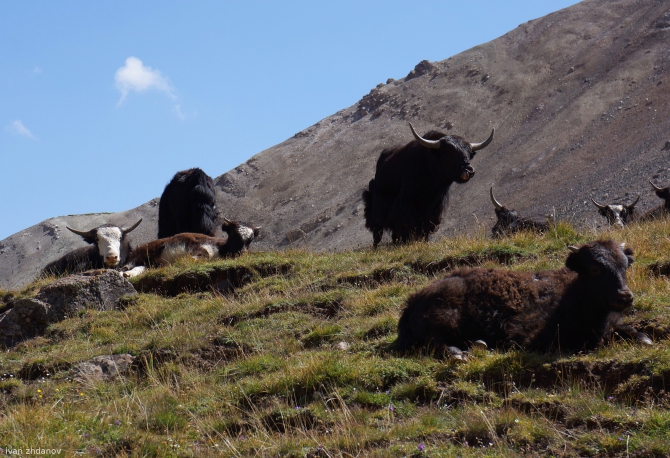 Полный отчет об экспедиции МАИ в Заалайский хребет в августе 2012 г. (Альпинизм, ледяной мыс, пик обручева, сауксай, пик ленина, малая саукдара, пик спартак, экспедиция маи на заалайский хребет)