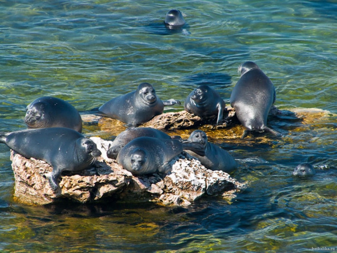 Байкал и Прибайкалье. Лето 2012. Фото. (Путешествия, саяны, север, отдых, ольхон, песчанка, долина вулканов)