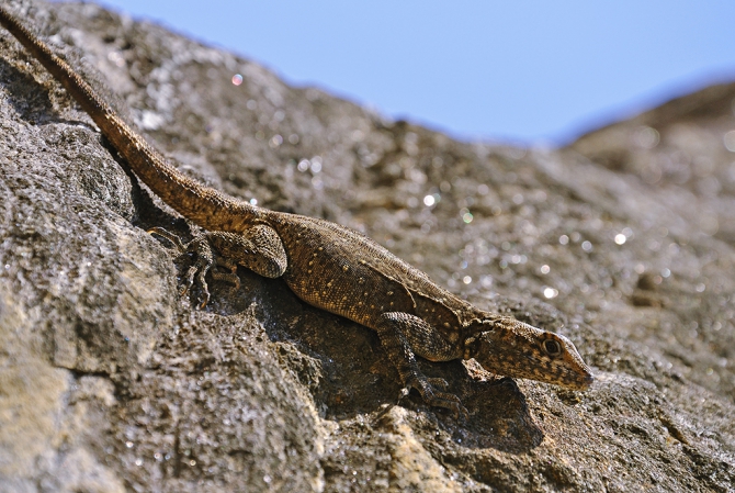 Гималаи (Непал, трек вокруг Аннапурны), отчёт апреля 2011 (Горный туризм, annapurna, namung la, mimdu-danda, mount, himalaya, горы, мимду-данда, аннапурна)