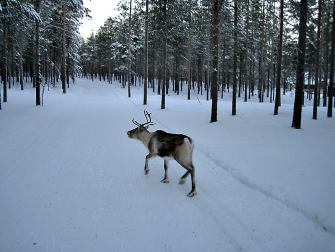 А у нас здесь снег. Много, много снега. Завидуете? (Мультигонки)