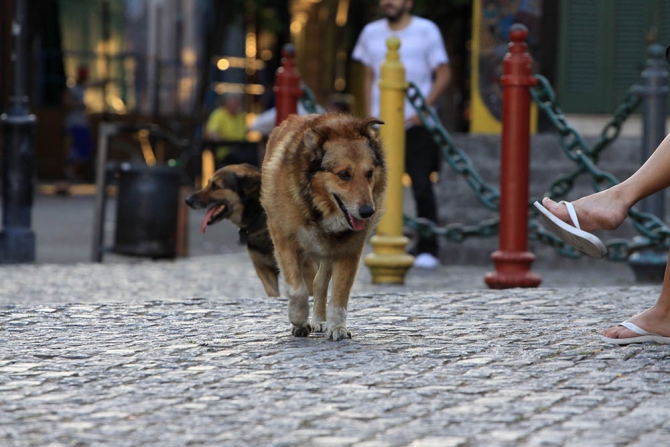 The Petzl RocTrip. Занесенные ветром! (Скалолазание, фестиваль, аргентина, крутые, пьедра парада, 10 лет petzl roctrip, piedra parada)