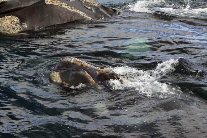 The Petzl RocTrip. Занесенные ветром! (Скалолазание, фестиваль, аргентина, крутые, пьедра парада, 10 лет petzl roctrip, piedra parada)