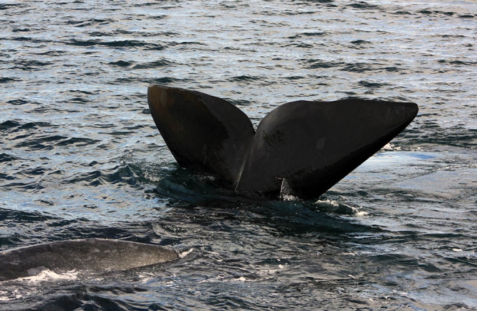 The Petzl RocTrip. Занесенные ветром! (Скалолазание, фестиваль, аргентина, крутые, пьедра парада, 10 лет petzl roctrip, piedra parada)