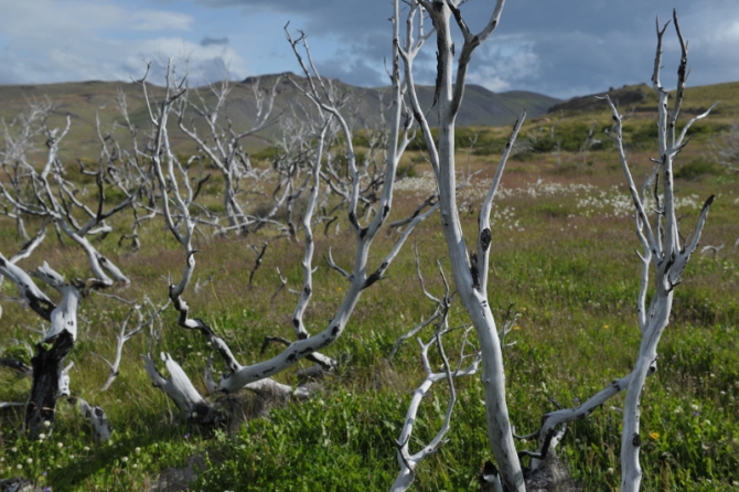 Проект "Нарвал - Огненная Земля" - на мыс Горн на разборных катамаранах (Путешествия, торрес дель пайне, пингвины, парусный катамаран)