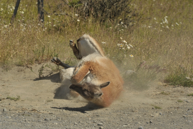 Проект "Нарвал - Огненная Земля" - на мыс Горн на разборных катамаранах (Путешествия, торрес дель пайне, пингвины, парусный катамаран)