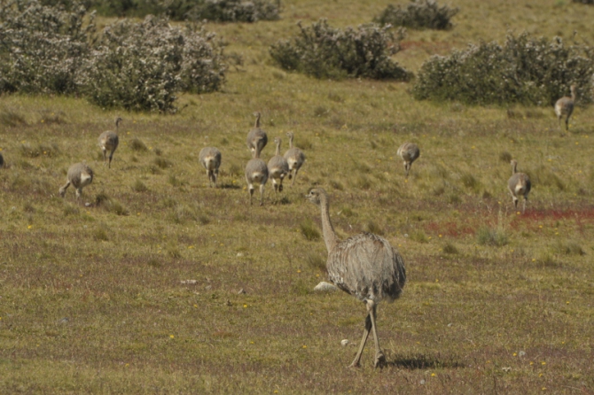 Проект "Нарвал - Огненная Земля" - на мыс Горн на разборных катамаранах (Путешествия, торрес дель пайне, пингвины, парусный катамаран)