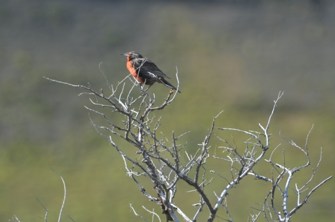 Проект "Нарвал - Огненная Земля" - на мыс Горн на разборных катамаранах (Путешествия, торрес дель пайне, пингвины, парусный катамаран)