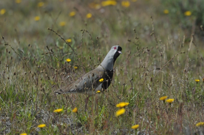 Проект "Нарвал - Огненная Земля" - на мыс Горн на разборных катамаранах (Путешествия, торрес дель пайне, пингвины, парусный катамаран)