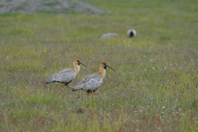 Проект "Нарвал - Огненная Земля" - на мыс Горн на разборных катамаранах (Путешествия, торрес дель пайне, пингвины, парусный катамаран)
