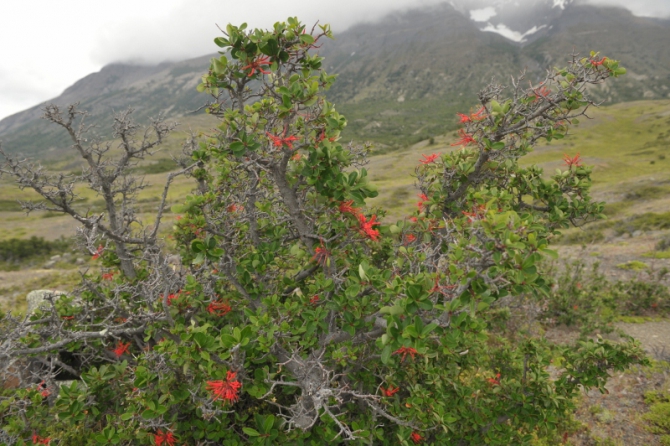 Проект "Нарвал - Огненная Земля" - на мыс Горн на разборных катамаранах (Путешествия, торрес дель пайне, пингвины, парусный катамаран)