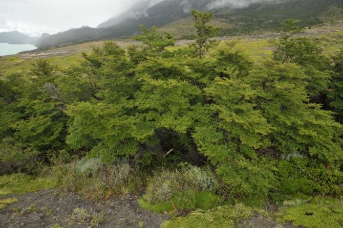 Проект "Нарвал - Огненная Земля" - на мыс Горн на разборных катамаранах (Путешествия, торрес дель пайне, пингвины, парусный катамаран)