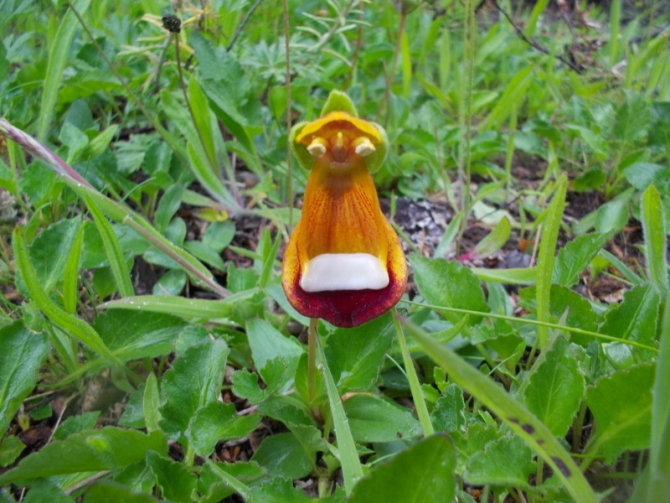 Проект "Нарвал - Огненная Земля" - на мыс Горн на разборных катамаранах (Путешествия, торрес дель пайне, пингвины, парусный катамаран)