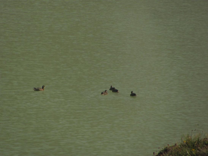 Детские шалости минувшего года: ошибки и достижения (Путешествия, дети в горах, вопросы к опытным, чайники, эльбрус)