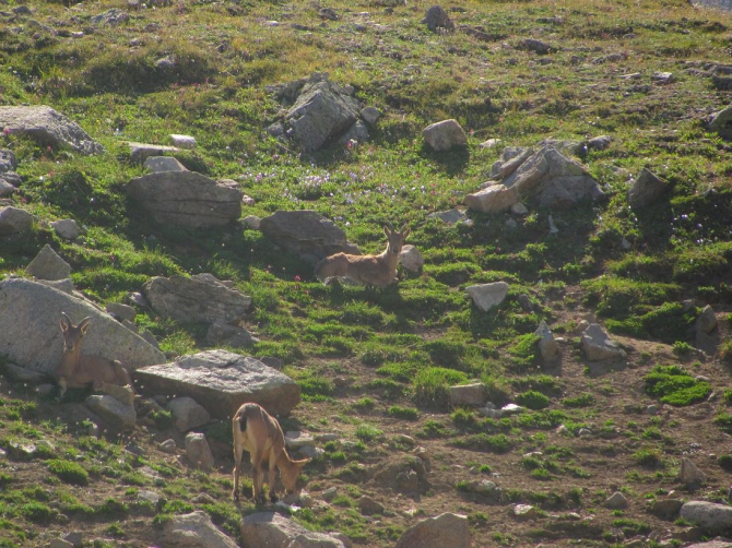 Детские шалости минувшего года: ошибки и достижения (Путешествия, дети в горах, вопросы к опытным, чайники, эльбрус)