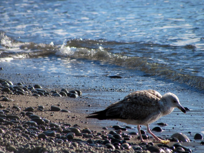 Новогодний Крым. Фотоальбом (Путешествия)