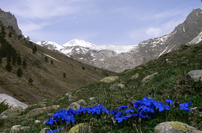 Горные цветы (Горный туризм, кабардино-балкария)
