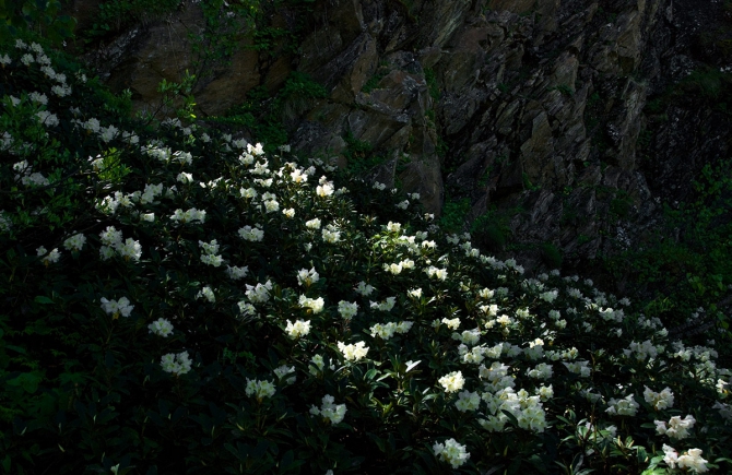 Горные цветы (Горный туризм, кабардино-балкария)