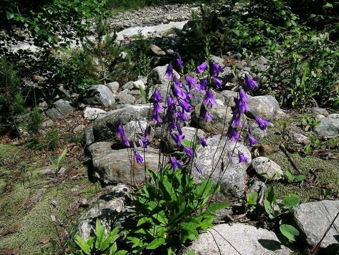 Горные цветы (Горный туризм, кабардино-балкария)