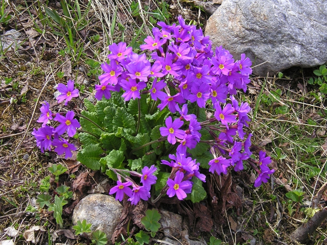 Горные цветы (Горный туризм, кабардино-балкария)