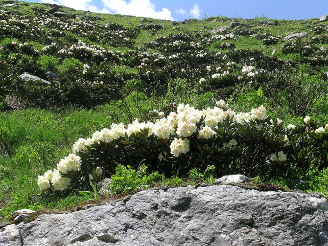 Горные цветы (Горный туризм, кабардино-балкария)