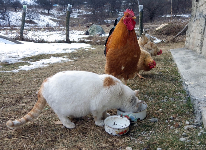 Грузия новогодняя, часть 3, заключительная (Путешествия, тбилиси, ананури, степнцминда, казбеги, казбек, осетия, дзивгис, карцадон, ольдуханхох)