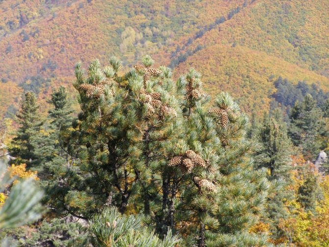 Беневские Столбы (Приморский край, Путешествия, беневское)