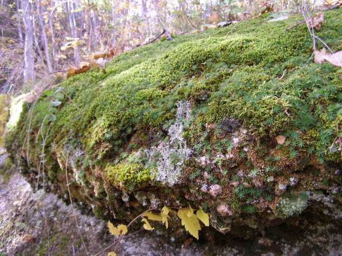 Беневские Столбы (Приморский край, Путешествия, беневское)