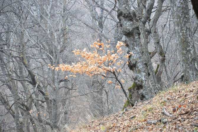Фото местного значения.