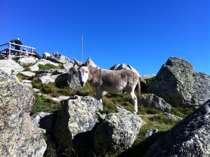 Страшная история со счастливым концом (Альпинизм, zlokazova, aiguille du grand charmoz, nechaeva, prilepskaya, прилепская, нечаева, mont blanc, злоказова, chamonix, alps, шамони, монблан, альпы, альпинизм)