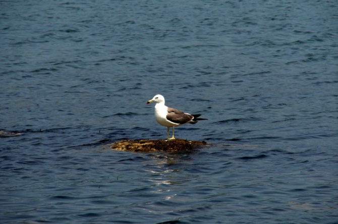 «Остров сокровищ существует!» (Путешествия, детские программы, детские путешествия)