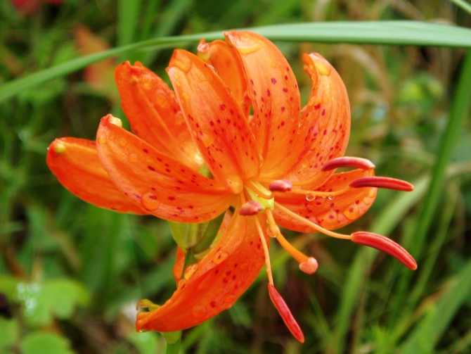 «Остров сокровищ существует!» (Путешествия, детские программы, детские путешествия)