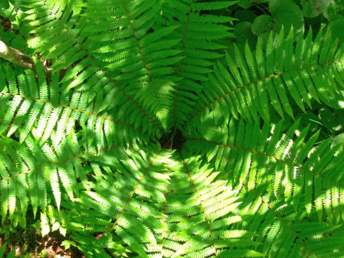 «Остров сокровищ существует!» (Путешествия, детские программы, детские путешествия)