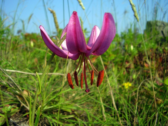 «Остров сокровищ существует!» (Путешествия, детские программы, детские путешествия)