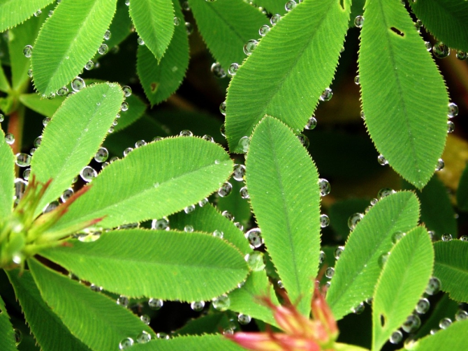 «Остров сокровищ существует!» (Путешествия, детские программы, детские путешествия)