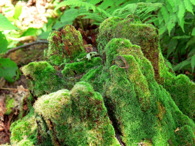 «Остров сокровищ существует!» (Путешествия, детские программы, детские путешествия)