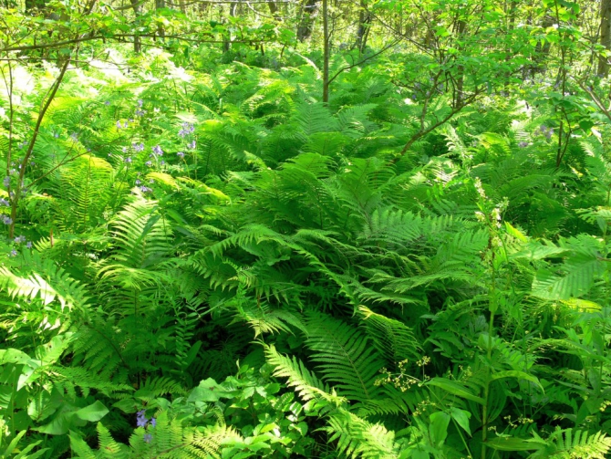 «Остров сокровищ существует!» (Путешествия, детские программы, детские путешествия)